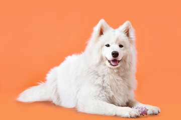 Cute Samoyed dog on color background