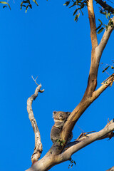 オーストラリアの野生のコアラ