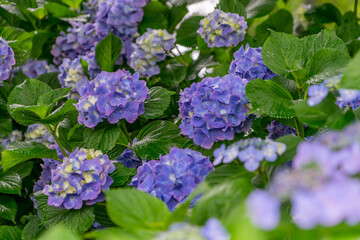 性海寺の紫陽花