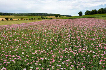 Flowers of an opium poppy field 