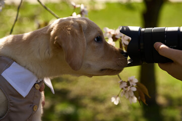 Labrador Retriever in suit in front of camera lens with flowers 