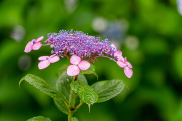 性海寺の紫陽花