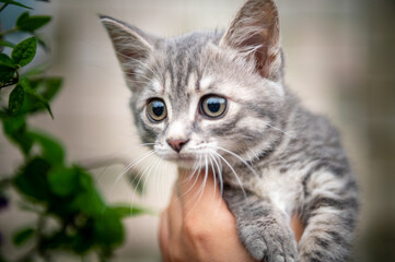 Naklejka na ściany i meble Portrait of a little gray kitten. Gray cat in park daytime lighting