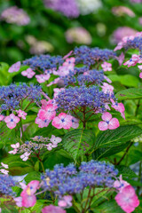 性海寺の紫陽花