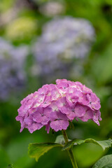 性海寺の紫陽花