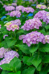 性海寺の紫陽花