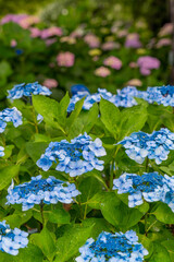 性海寺の紫陽花