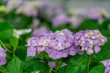 性海寺の紫陽花