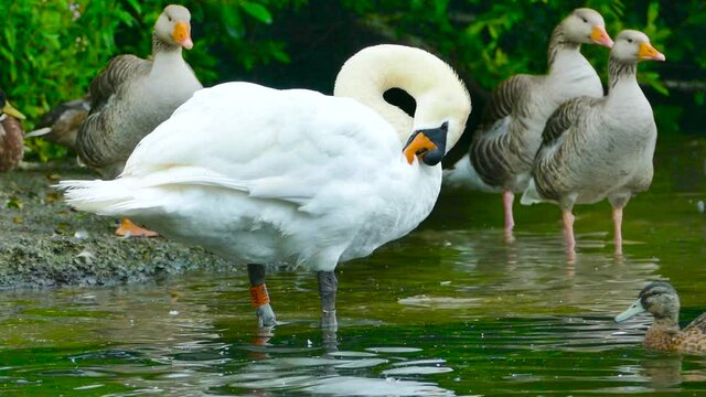 Close Up of Swans and Ducks Standing in Shallow Water at a Pond in Wroxham, Norwich, UK.