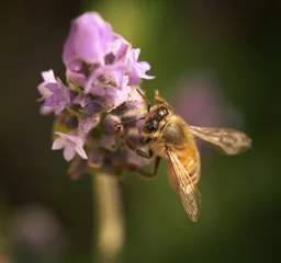 Fotobehang bee © sergey