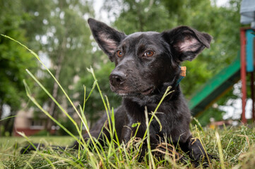 Portrait of a black dog outdoor. Mongrel dog