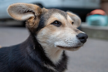 Portrait of a homeless dog outdoors. Mongrel dog
