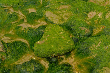  rocks with green seaweed on the beach of the north sea coast near Pas de Calais, France 