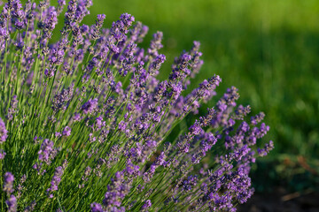 A lush bush of blooming lavender growing in the garden