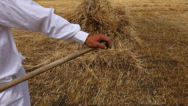 Harvest time. Man is gathering fresh mowed wheat in a traditional rural way
Farmer is dragging large wooden rake to collect moved wheat for making sheaf.
