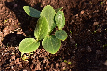 Growing of seedlings of vegetables in the vegetable garden
