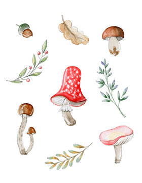 Set of mushrooms and leaves. Isolated elements on a white background. Watercolor hand drawing