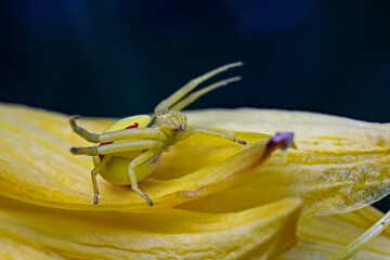 Goldenrod crab spider (Misumena vatia)