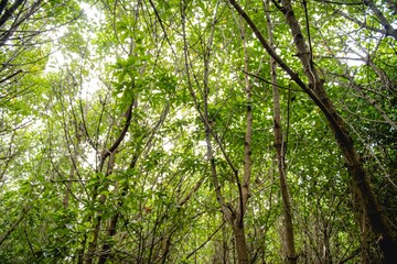 Bang pakong mangrove forest chachoengsao