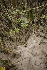 Bang pakong mangrove forest chachoengsao