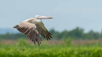 Spot-billed Pelican in flight