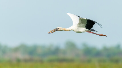 Asian Openbill Stork in flight