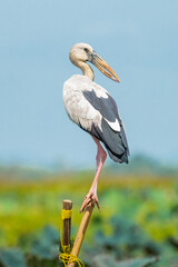 Asian Openbill Stork perching on a tip of bamboo stem