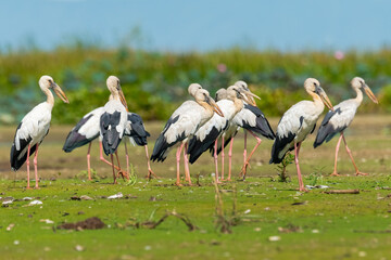 A group of Asian Openbill Stork gather together near the lakeshore