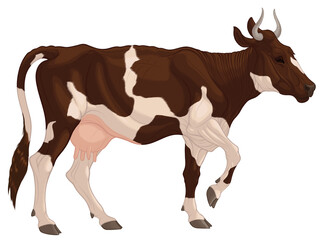 Colored vector illustration of a walking domestic cow. Image of piebald cattle with brown spots. Design element for farm, dairy packaging or meat products.