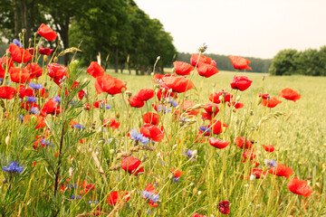 Roter Mohn