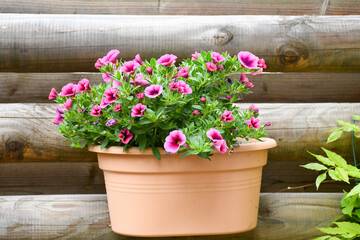 Beautiful freshness colorful petunia grandiflora flower pink peatals with green leaves growing and blooming in plastic pot hanging wooden wall .