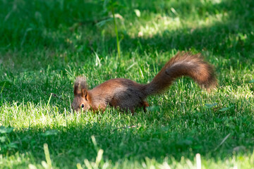 Red squirrel on spring scene, sciurus vulgaris sit on green grass
