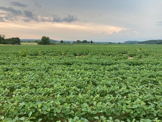 field of soybeans in summer