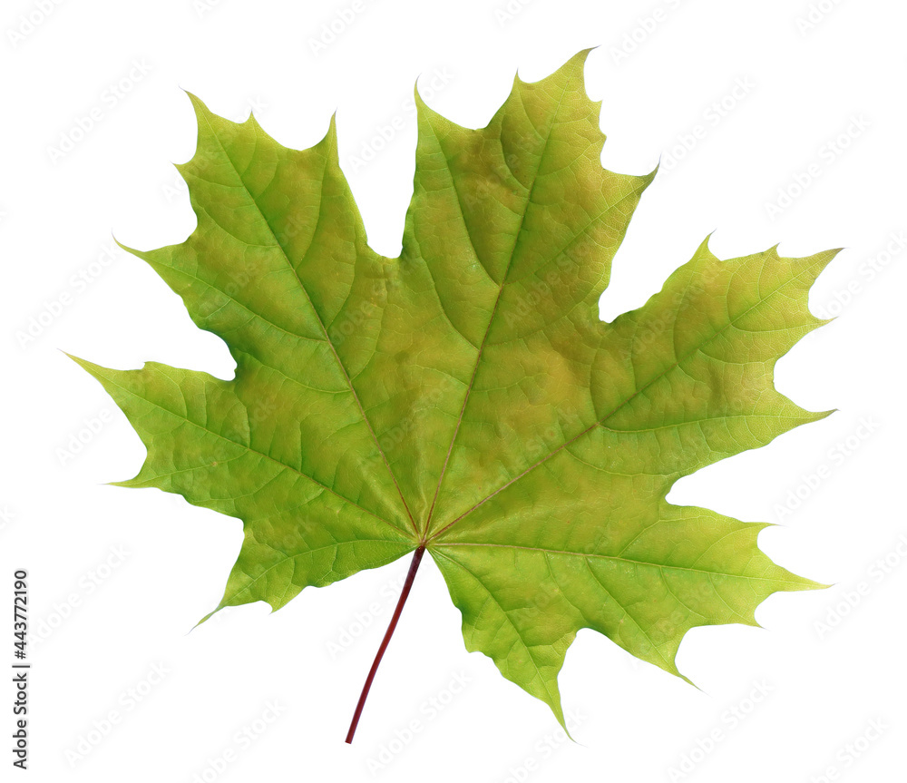 Wall mural green spring leaf is a maple tree isolated