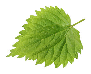 Green spring leaf is a nettle plan isolated