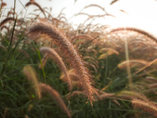 Pennisetum pedicellatum flower. known as desho grass or desho grass, is a grass native to india from the angiosperm monocot plant family Poaceae.