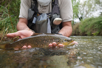 fly fisherman catching a big wild trout in a small river