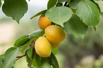 Apricot tree, close-up of organically grown apricots.