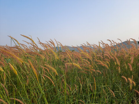Soft focus colorful of desho grass, desho, Pennisetum, Brachiaria mutica, Para Grass, Mauritius Grass, Poaceae, flower with dew and fog in the evenning.