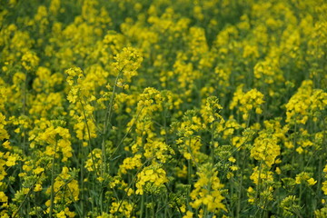Rape is blooming in the field, full frame. Plant for the production of biodiesel.