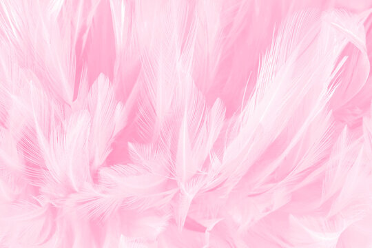 Beautiful soft pink bird feathers pattern texture background.
