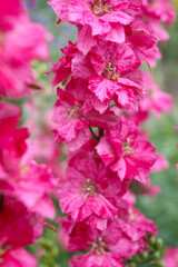 Pink delphinium flower in garden