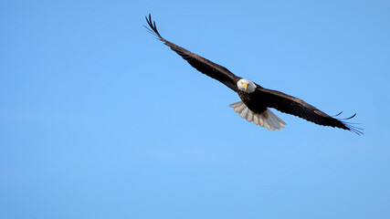 Bald Eagle in flight on flight blue sky