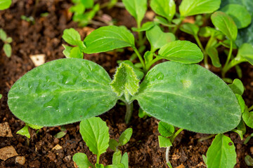 Water drops on young  pumpkin plants