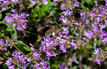 a close-up of Thymus serpyllum flowers