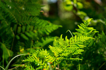 Green fern crisp grass . Closeup. High quality photo