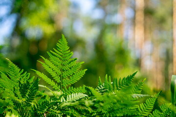 Green fern crisp grass . Closeup. High quality photo