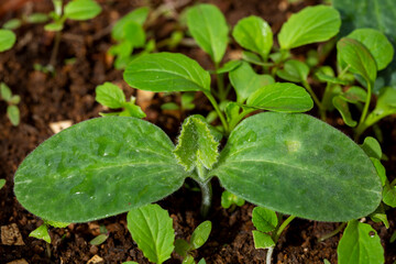 leaves of young pumpkin plant