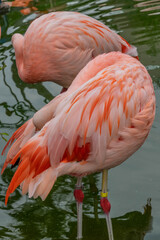 アドベンチャーワールド