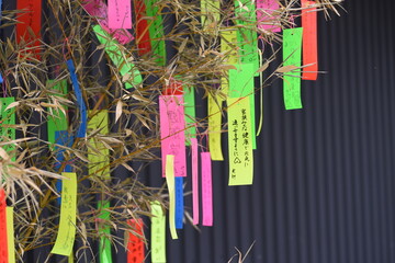 Japanese Tanabata Festival  is held on July 7th every year,  People write their wishes on colorful strips of paper called tanzaku. After writing their wishes, they hang tanzaku on the bamboo grass. - obrazy, fototapety, plakaty